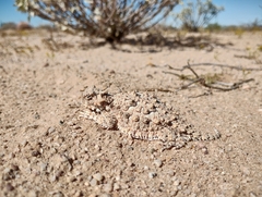 Phrynosoma goodei