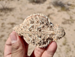 Phrynosoma goodei