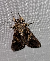 Spodoptera ornithogalli