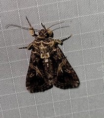 Spodoptera ornithogalli