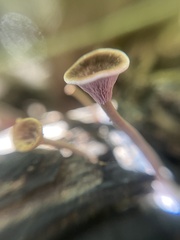 Trogia cantharelloides