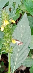 Lepidoptera