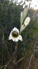 Chloraea bletioides
