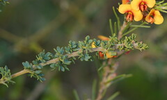 Acacia mitchellii