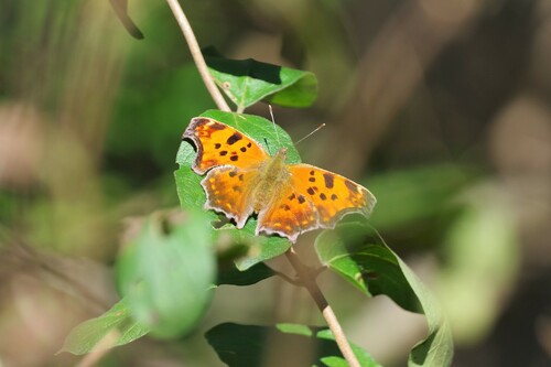 Eastern Comma, photo 5 of 9