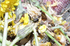 Cryptocephalus vittatus