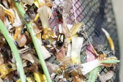 Cryptocephalus vittatus