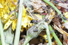 Cryptocephalus vittatus