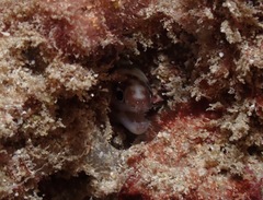 Gymnothorax gracilicauda