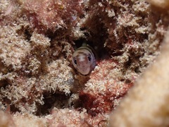 Gymnothorax gracilicauda