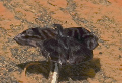 Ebrietas infanda