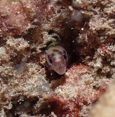 Gymnothorax gracilicauda