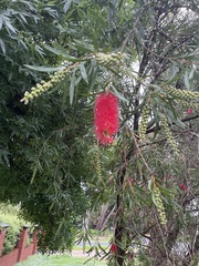 Melaleuca viminalis