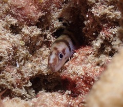 Gymnothorax gracilicauda