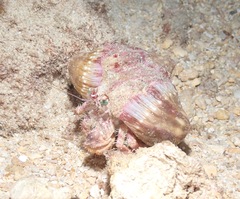 Dardanus gemmatus