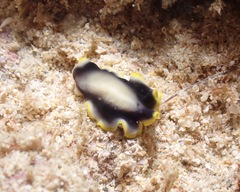 Pseudoceros paralaticlavus