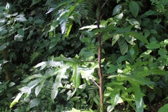 Solanum atropurpureum