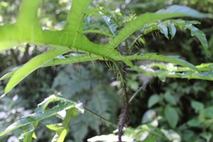 Solanum atropurpureum