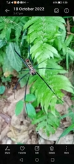 Araneae