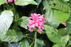 Justicia carnea