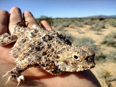 Phrynosoma goodei