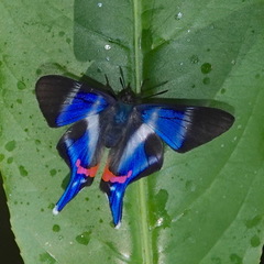 Rhetus dysonii
