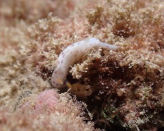 Chromodoris aspersa