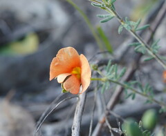 Gompholobium ecostatum