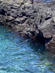 Butorides striata sundevalli