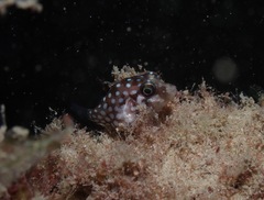 Canthigaster jactator