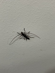 Ambonus interrogationis