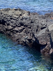 Butorides striata sundevalli