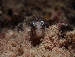 Canthigaster jactator