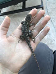 Sceloporus occidentalis