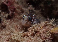 Canthigaster jactator