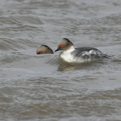Podiceps occipitalis