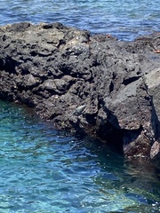 Butorides striata sundevalli