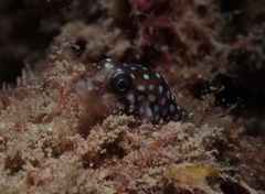 Canthigaster jactator