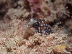 Canthigaster jactator