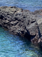 Butorides striata sundevalli