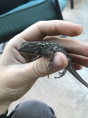 Sceloporus occidentalis