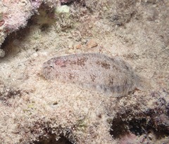 Aseraggodes therese