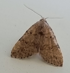 Tolpiodes oligolasia