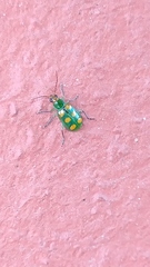 Diabrotica speciosa