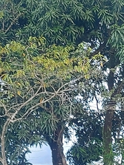 Piranga rubra