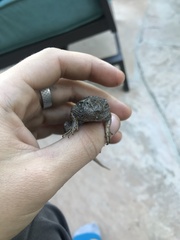 Sceloporus occidentalis