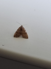 Tolpiodes oligolasia