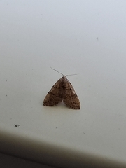 Tolpiodes oligolasia