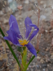 Calydorea xiphioides
