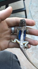 Sceloporus occidentalis